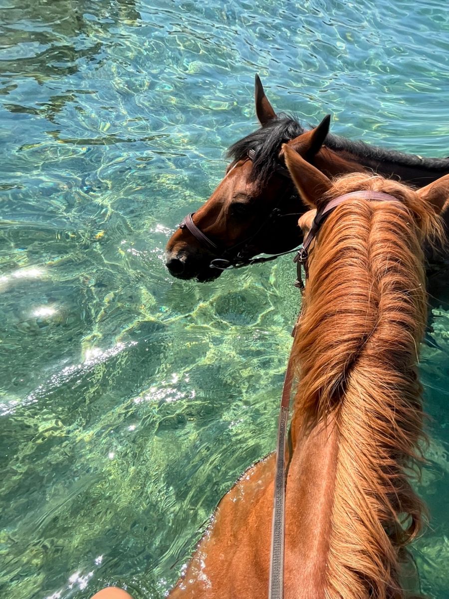 Horse Riding Djerba